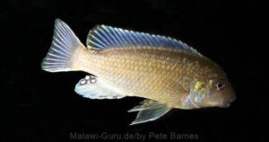 Labidochromis vellicans 'Nakantenga'